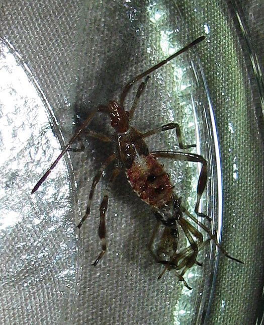 Leptoglossus occidentalis from Turkey